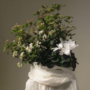 Coupe de plantes Eden végétal