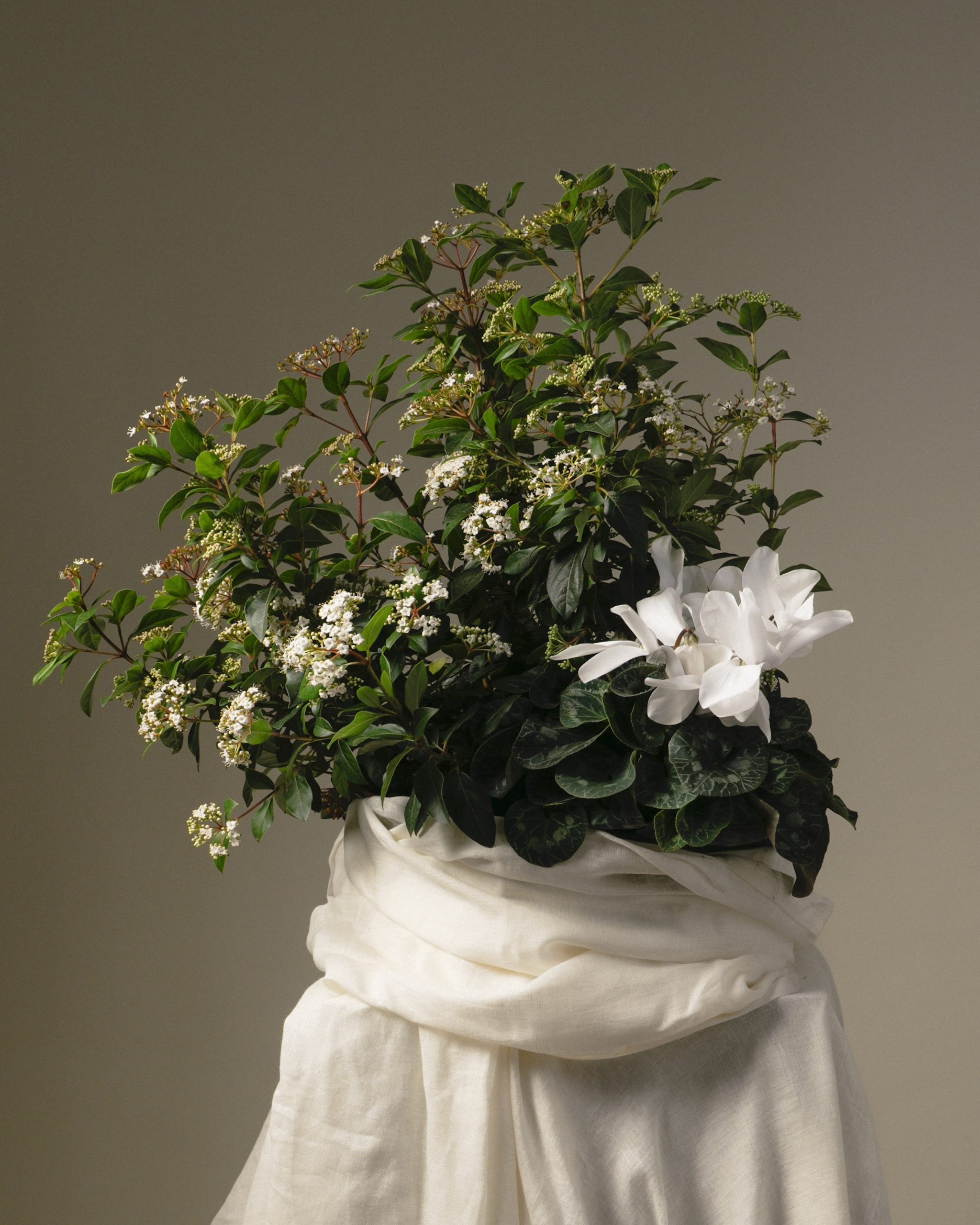 Coupe de plantes Eden végétal