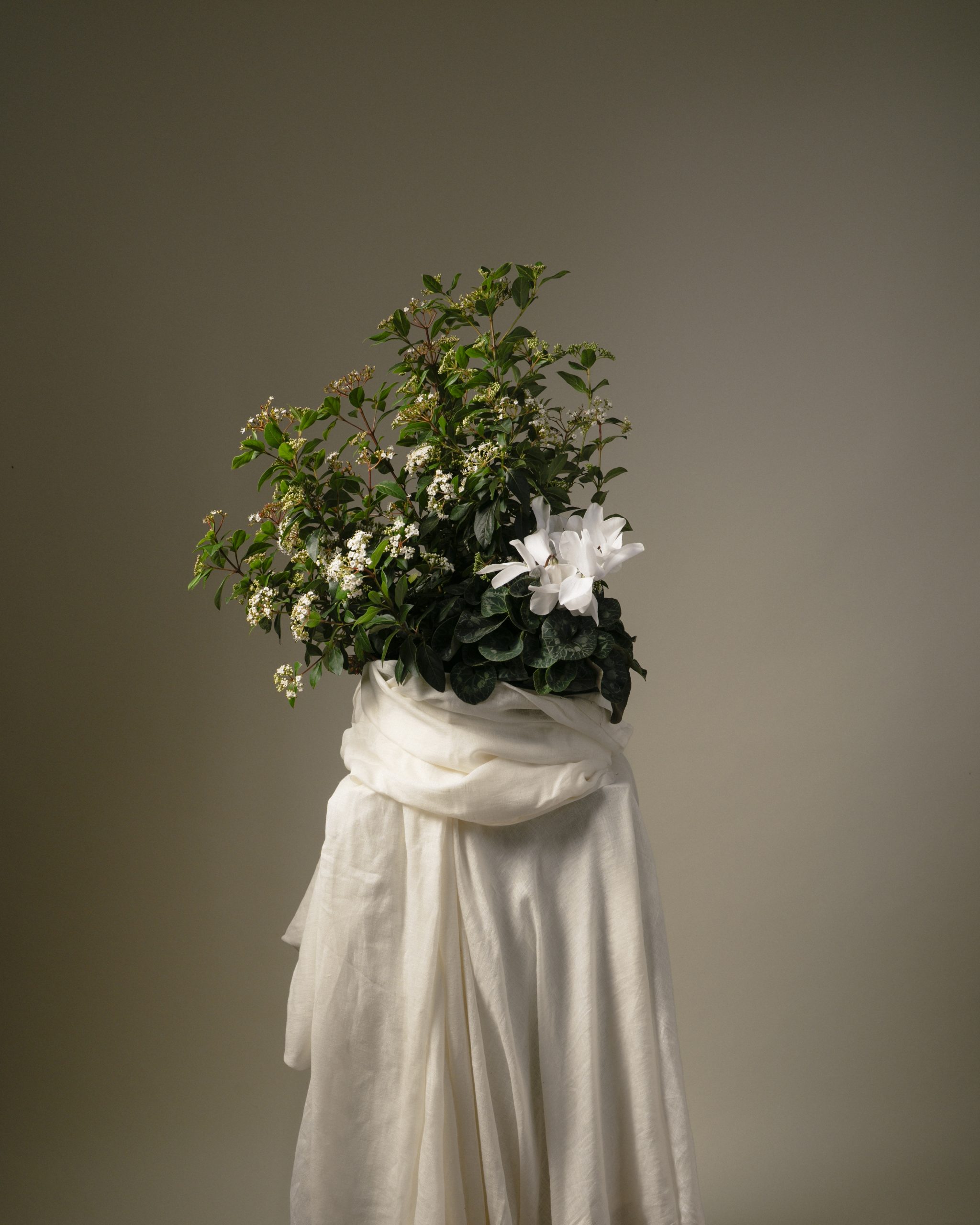 COUPES DE PLANTES