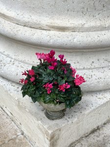 Coupe de cyclamens Rose Elegance