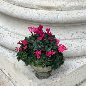 Coupe de cyclamens Rose Elegance