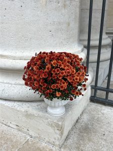 Chrysanthème d'automne