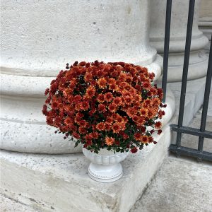 Chrysanthème d'automne