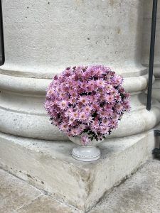 Chrysanthème pastel