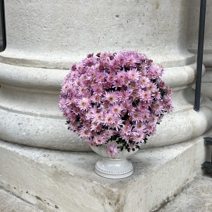 Chrysanthème pastel