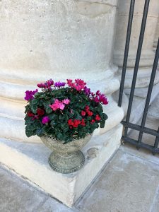 Coupe de cyclamens Trio lumineux