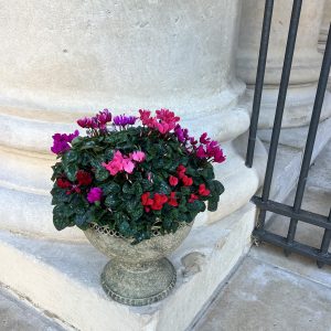 Coupe de cyclamens Trio lumineux